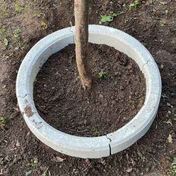 Cerchio per albero